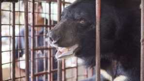 Pet himalajski medvedi so bili shranjeni v vietnamu, ki so bili na kmetiji, da bi zbrali žolč